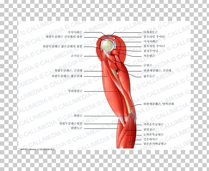 Thumb Shoulder Muscle Nerve Blood Vessel PNG, Clipart, Abdomen, Anatomy, Arm, Biceps, Blood Vessel Free PNG Download