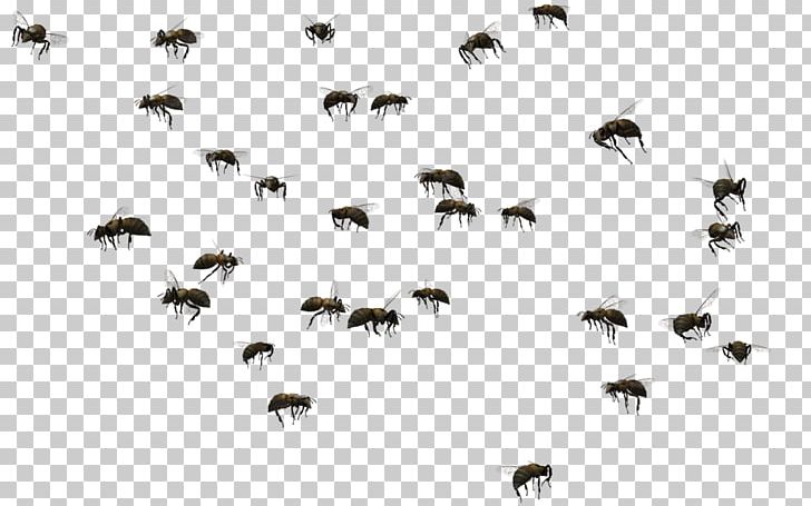 Honey Bee Swarming Insect Swarm Control PNG, Clipart, Aap Rocky, Bee, Beehive, Beekeeping, Bee Swarming Free PNG Download