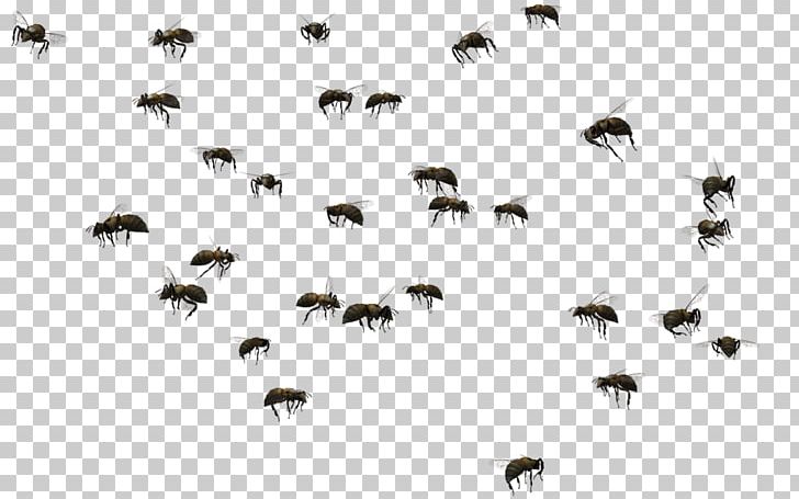 Honey Bee Swarming Insect Swarm Control PNG, Clipart, Aap Rocky, Bee ...