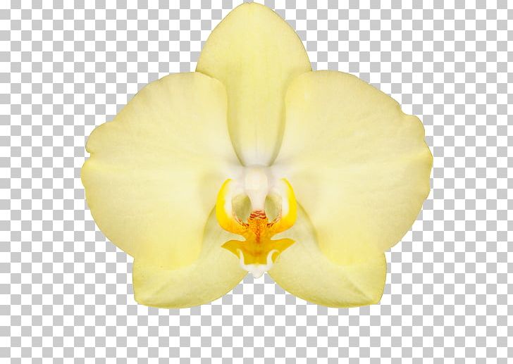 Moth Orchids Cut Flowers Denim PNG, Clipart, Blue, Cattleya, Color, Cut Flowers, Denim Free PNG Download