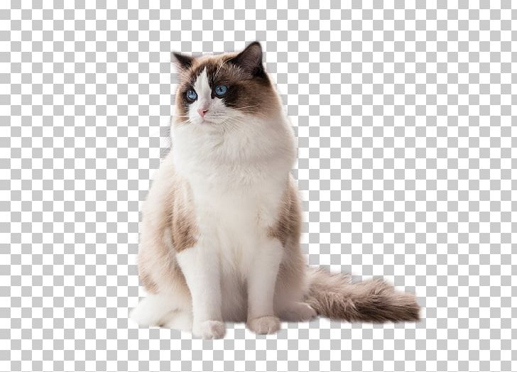 Ragdoll Birman Ragamuffin Cat Aegean Cat Snowshoe Cat PNG, Clipart, Birman, British Semilonghair, British Semi Longhair, Carnivoran, Cat Free PNG Download