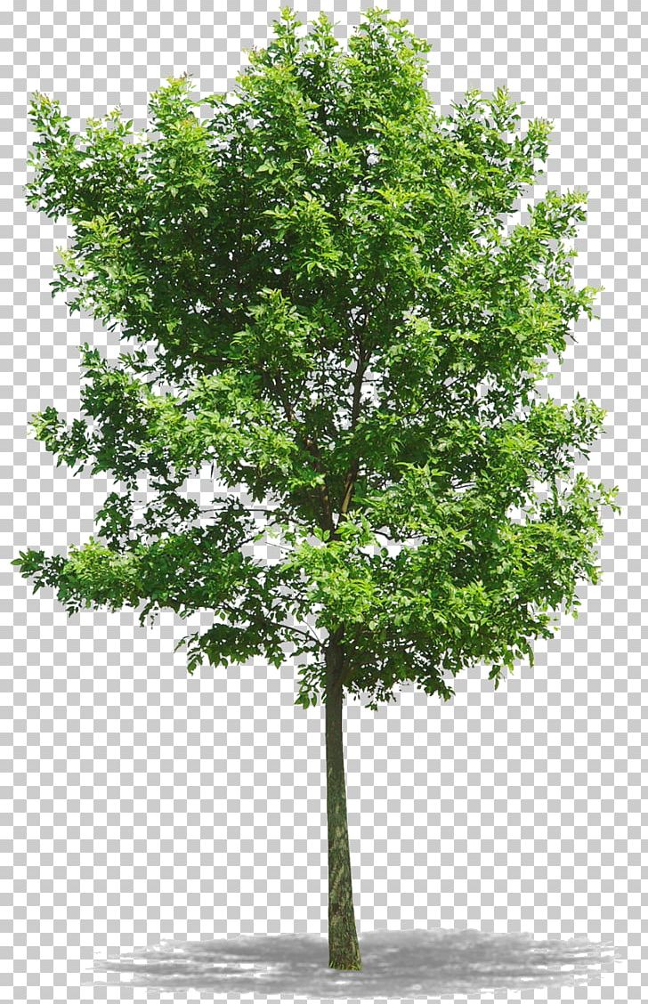Tree Northern Red Oak PNG, Clipart, Branch, Clipping Path, Flower, Green Tree, Leaf Free PNG Download