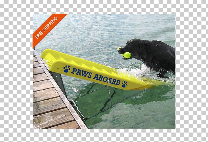 Border Collie Paws Aboard Doggy Boat Ladder And Ramp Dock Pet PNG, Clipart, Boat, Border Collie, Dock, Dog, Floating Dock Free PNG Download