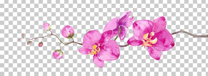 Cut Flowers Petal Branch Floral Design PNG, Clipart, Beauty, Beauty Parlour, Blossom, Branch, Cut Flowers Free PNG Download