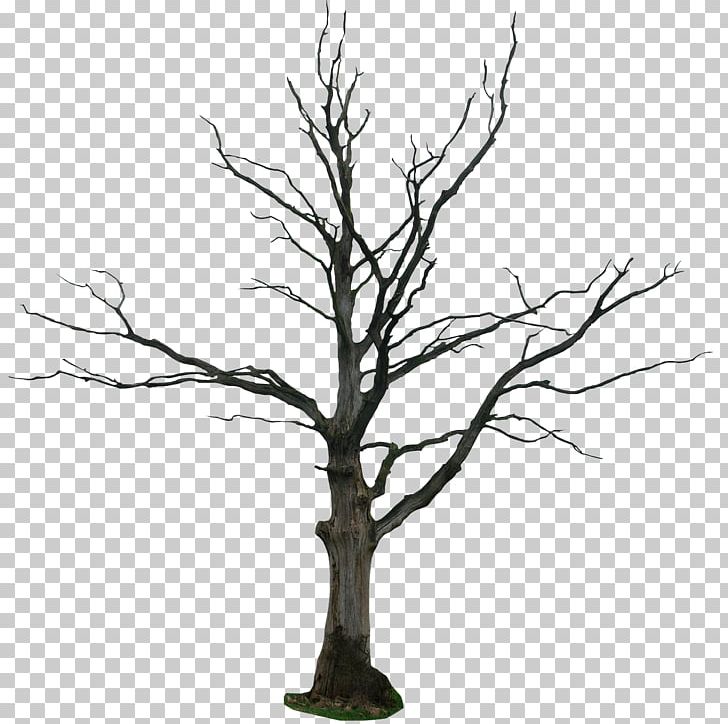 Drawing Tree Branch Line Art PNG, Clipart, Architectural Drawing, Art, Black And White, Branch, Cartoon Free PNG Download