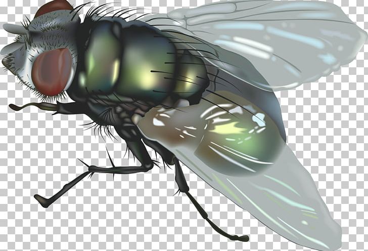 Fly Insect PNG, Clipart, Animals, Arthropod, Cachorro, Catlovers, Catsagram Free PNG Download