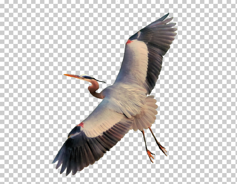 Feather PNG, Clipart, Beak, Bird, Crane, Cranelike Bird, Feather Free PNG Download