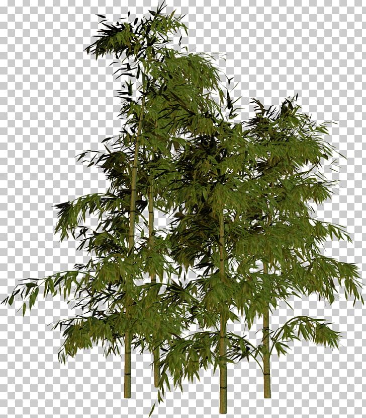 Bamboo Tree PNG, Clipart, Bamboo, Branch, Computer Icons, Download, Evergreen Free PNG Download