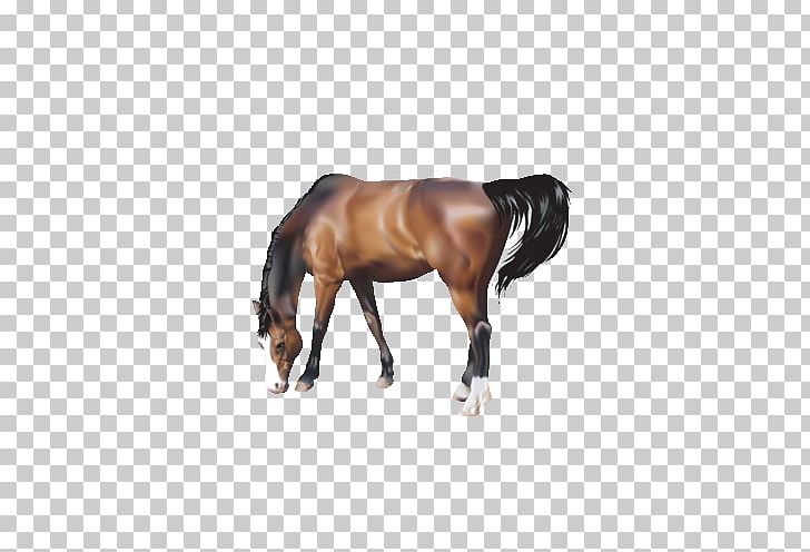 Horse PNG, Clipart, Animal, Animals, Bit, Down, Eat Free PNG Download