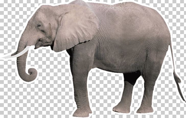 Indian Elephant African Bush Elephant Tusk Elephantidae Wildlife PNG, Clipart, African Bush Elephant, African Elephant, Animals, Asian Elephant, Aus Free PNG Download