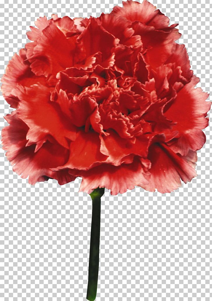Carnation Flower Zinnia Elegans PNG, Clipart, Artificial Flower, Carnation, Cut Flowers, Dianthus, Flower Free PNG Download