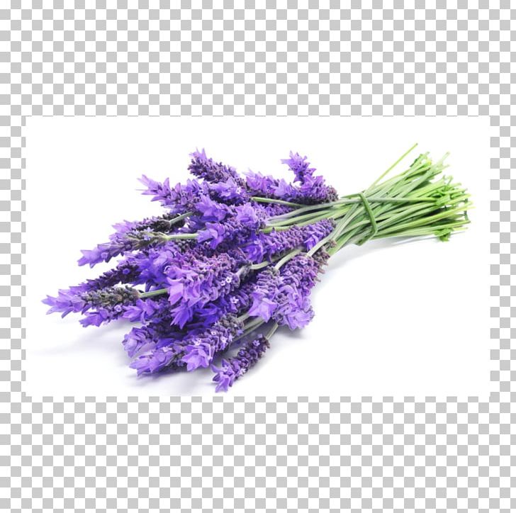 English Lavender Lavender Oil Essential Oil Plateau De Valensole Stock Photography PNG, Clipart, Aroma Compound, English Lavender, Essential Oil, Flower, Herb Free PNG Download