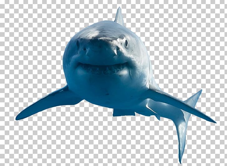 Great White Shark Requiem Shark Real Property Lamniformes Estate Agent PNG, Clipart, Cartilaginous Fish, Drawing, Estate Agent, Expert, Fin Free PNG Download
