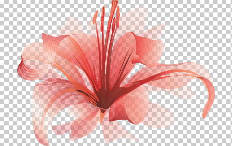 Lily Flower PNG, Clipart, Closeup, Lily Flower, Peach Free PNG Download