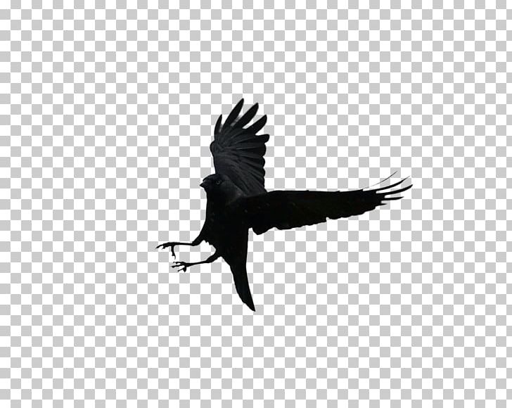 Bird Multibagger Stock PhotoScape PNG, Clipart, Animal, Animals, Beak, Bird, Bird Of Prey Free PNG Download