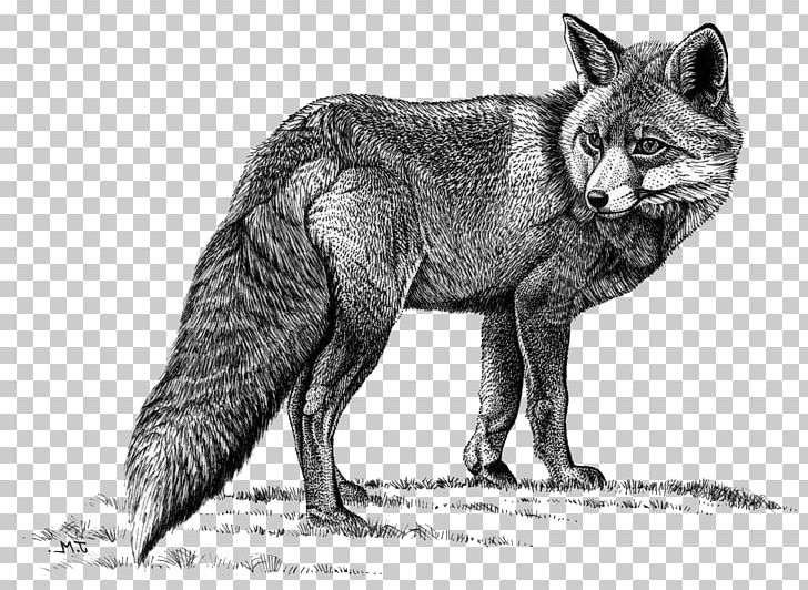 Red Fox Wolf Coyote Arctic Fox Gray Fox PNG, Clipart, Arc, Black And White, Carnivoran, Coyote, Crabeating Fox Free PNG Download