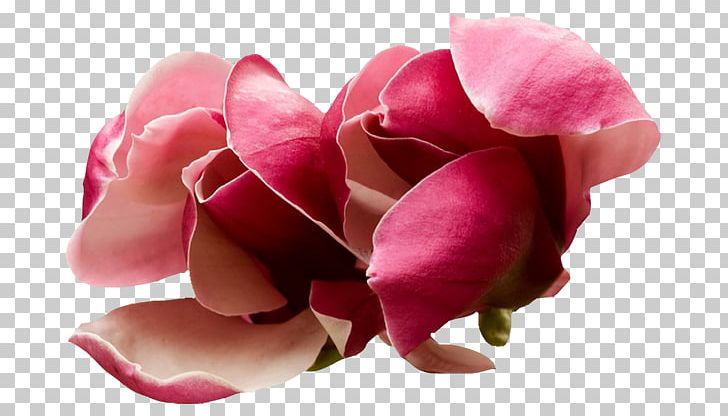 Desktop Flower Rose PNG, Clipart, Black, Black And White, Blue, Cicek Resimleri, Cut Flowers Free PNG Download