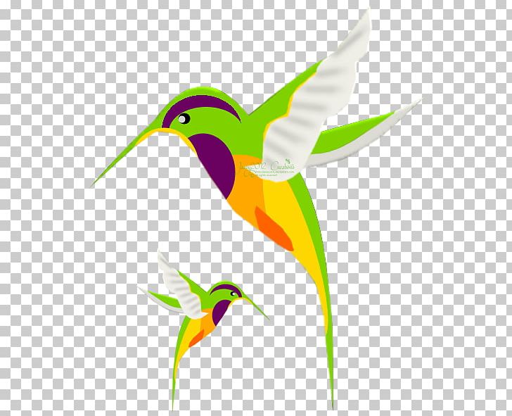 Hummingbird Drawing Stock Photography PNG, Clipart, Beak, Bird, Colibri, Color Art, Deviantart Free PNG Download