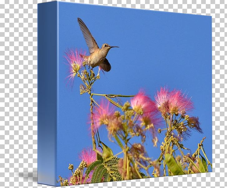 Hummingbird M Fauna Beak Sky Plc PNG, Clipart, Beak, Bird, Fauna, Flora, Flower Free PNG Download