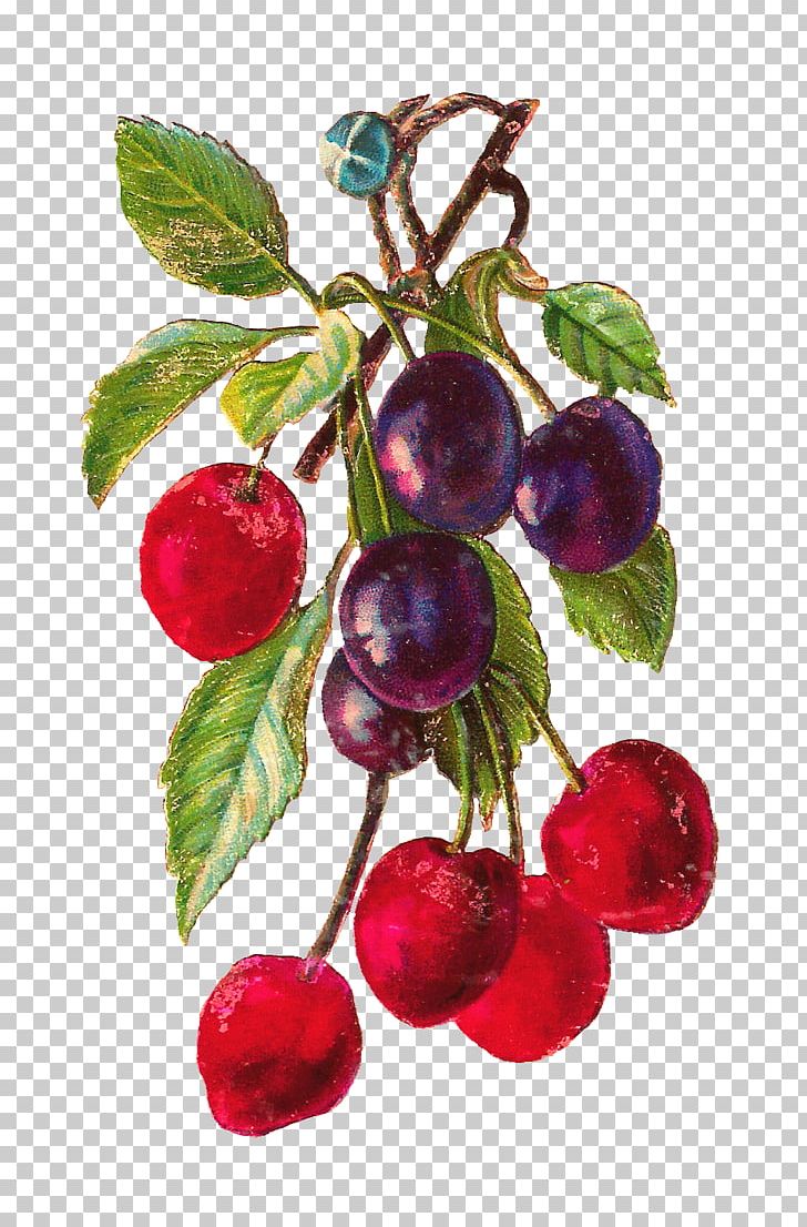 Cherry Fruit PNG, Clipart, Apple, Berry, Bilberry, Branch, Cherry Free PNG Download