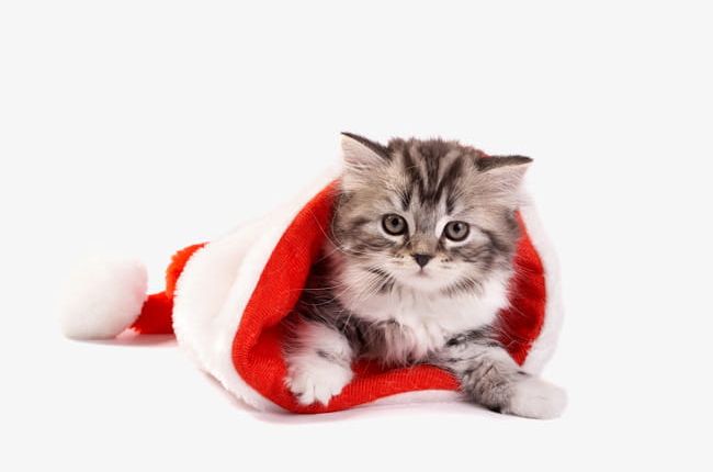 Christmas Red Hat Cute Cat Material PNG, Clipart, Cat Clipart, Christmas, Christmas Clipart, Christmas Hat, Creative Free PNG Download