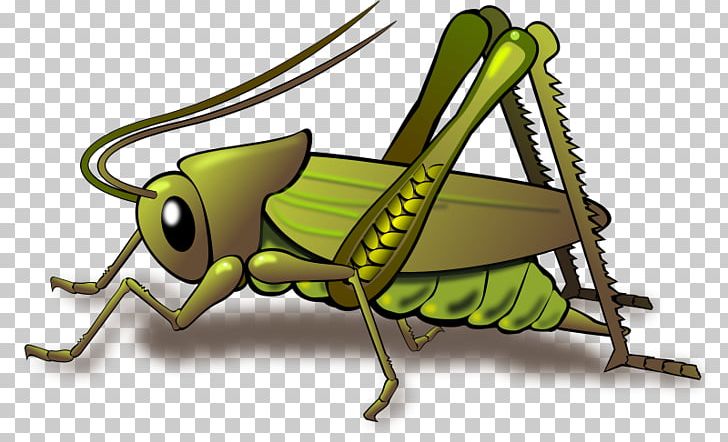 Cricket Grasshopper Insect PNG, Clipart, Animation, Arthropod, Cartoon, Clip Art, Cricket Free PNG Download