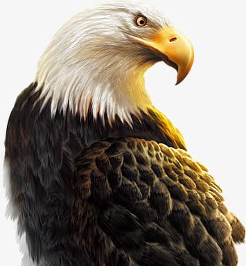 Eagle PNG, Clipart, Animal, Birds, Eagle, Eagle Clipart, Raptor Free PNG Download