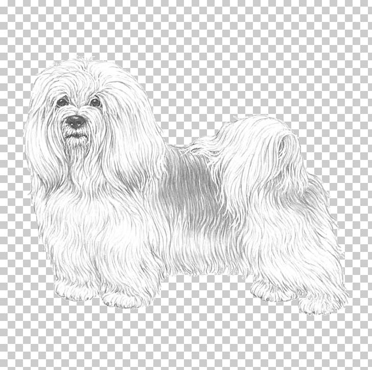 Maltese Dog Havanese Dog Bolognese Dog Little Lion Dog Bolonka PNG, Clipart, Bichon, Bichon Frise, Carnivoran, Companion Dog, Dog Breed Free PNG Download
