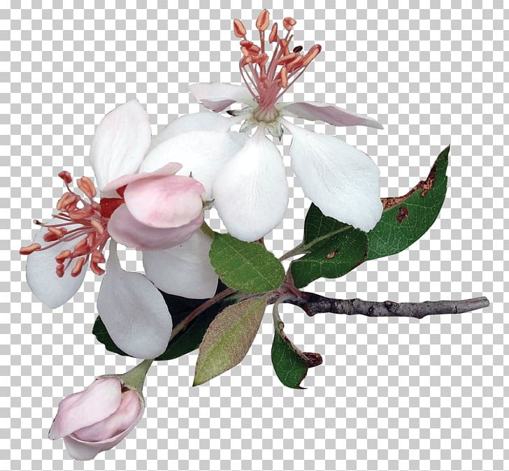 Cut Flowers Apple PNG, Clipart, Apple, Blossom, Branch, Clip Art, Cut Flowers Free PNG Download