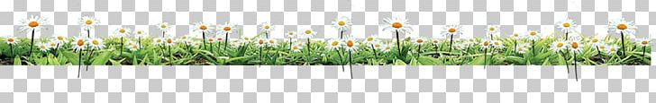 Green Grasses Brand Font PNG, Clipart, Brand, Family, Flower, Flower Bouquet, Flower Pattern Free PNG Download