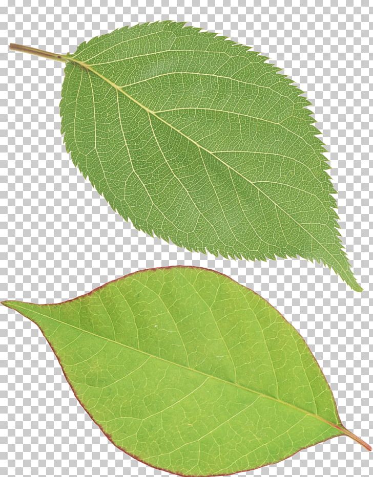 Leaf Green PNG, Clipart, Clipping Path, Computer Icons, Desktop Wallpaper, Display Resolution, Dots Per Inch Free PNG Download
