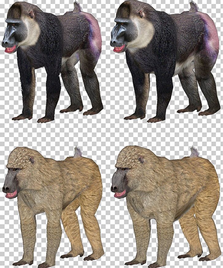 Baboons Mandrill Zoo Tycoon 2 Dog PNG, Clipart, Animal, Animals, Augers, Baboon, Baboons Free PNG Download