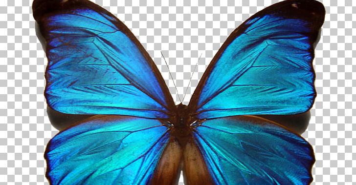 Butterfly Symmetry Noether's Theorem Menelaus Blue Morpho PNG, Clipart, Butterfly, Butter Fly, Menelaus Blue Morpho, Symmetry Free PNG Download