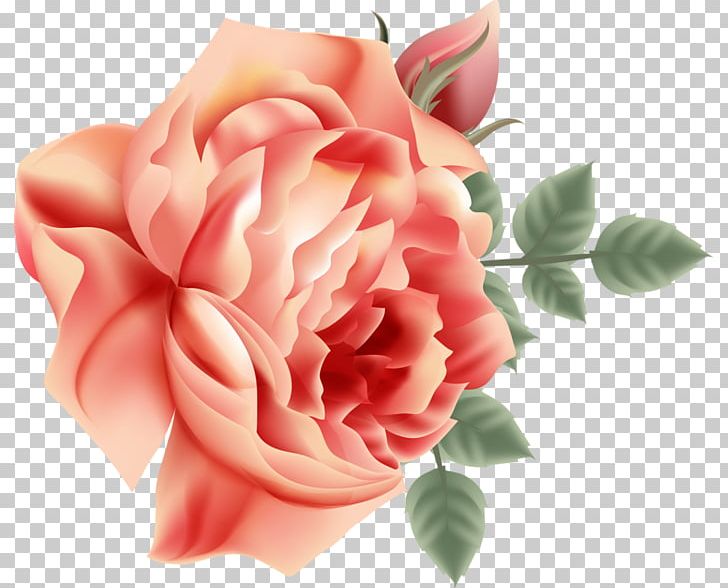 Garden Roses Centifolia Roses Cut Flowers Petal PNG, Clipart, Centifolia Roses, Cut Flowers, Floral Design, Floristry, Flower Free PNG Download