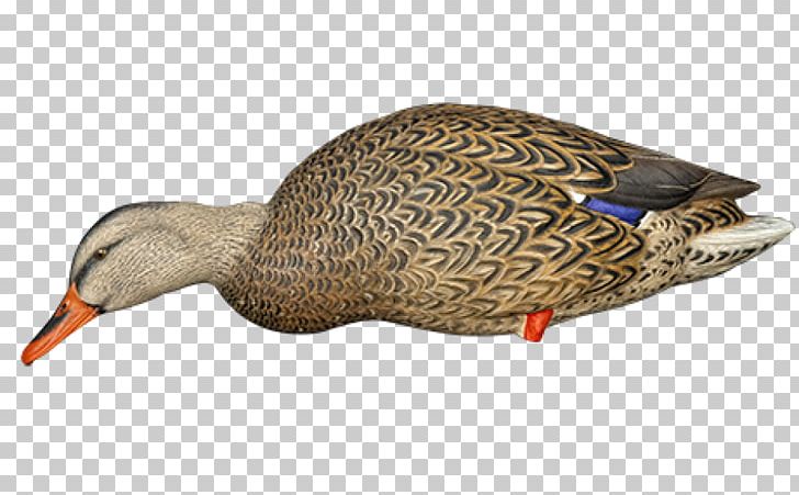 Mallard Duck Decoy Goose PNG, Clipart, Animals, Avian, Beak, Bird, Decoy Free PNG Download