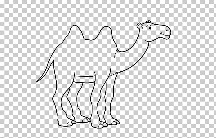 Stock Photography Drawing PNG, Clipart, Arabian Camel, Fauna, Head, Istock, Mammal Free PNG Download