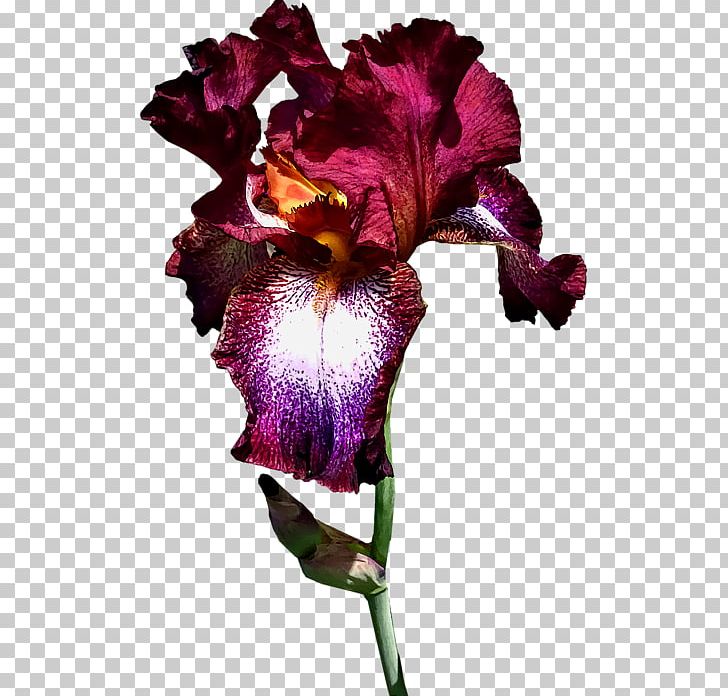 Violet Cattleya Orchids Family Violaceae PNG, Clipart, Cattleya, Cattleya Orchids, Family, Flower, Flowering Plant Free PNG Download