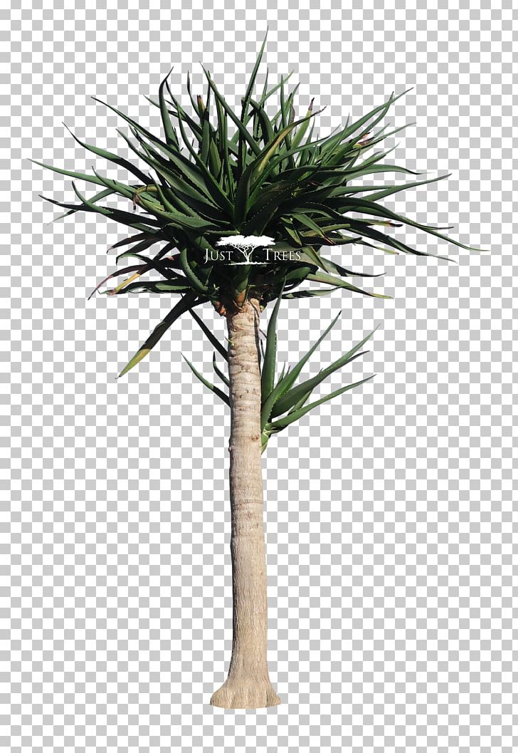 Palm Trees Asian Palmyra Palm Breeder River Yellowwood Landscape PNG, Clipart, Aloe Vera, Arecales, Asian Palmyra Palm, Borassus Flabellifer, Common Name Free PNG Download