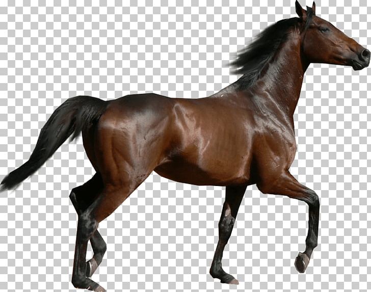 Thoroughbred Morgan Horse Dartmoor Pony Holsteiner Mare PNG, Clipart, Action Toy Figures, American Quarter Horse, Animal Figure, Appaloosa, Bit Free PNG Download