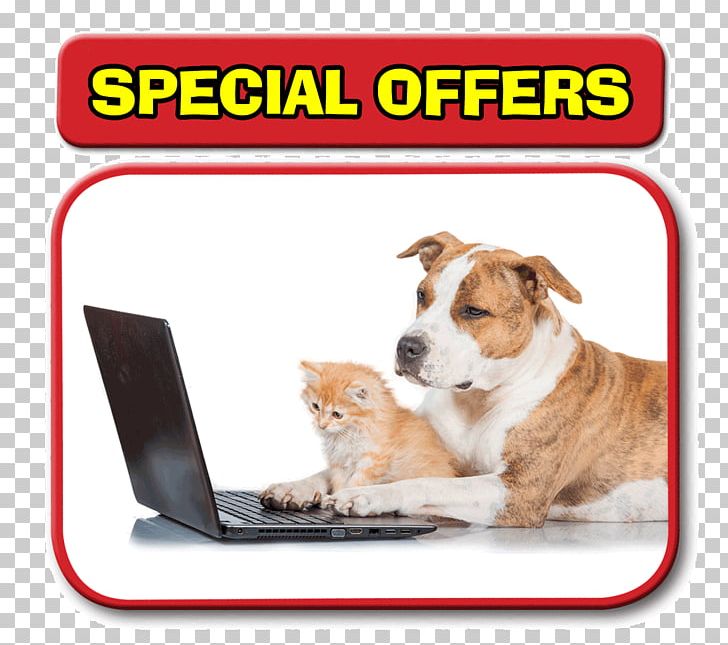 Dog Cat Horse Veterinarian Pet PNG, Clipart, Carnivoran, Cat, Companion Dog, Dog, Dog Breed Free PNG Download