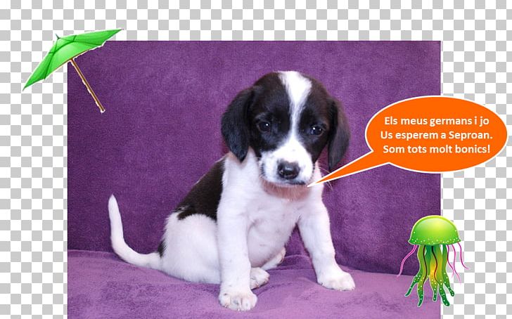 Drentse Patrijshond English Springer Spaniel Puppy Dog Breed Companion Dog PNG, Clipart, Animals, Breed, Carnivoran, Companion Dog, Crossbreed Free PNG Download