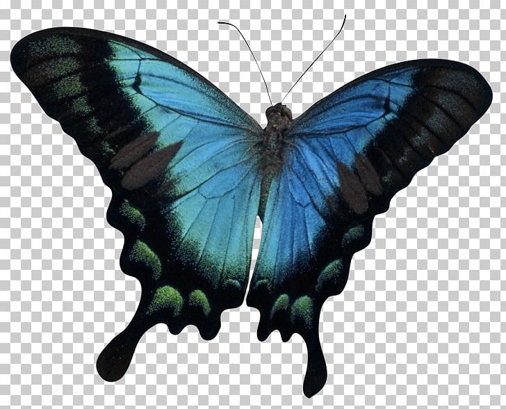 Butterfly Cuttingsville PNG, Clipart, Addiction, Arthropod, Brush Footed Butterfly, Butterfly, Child Free PNG Download