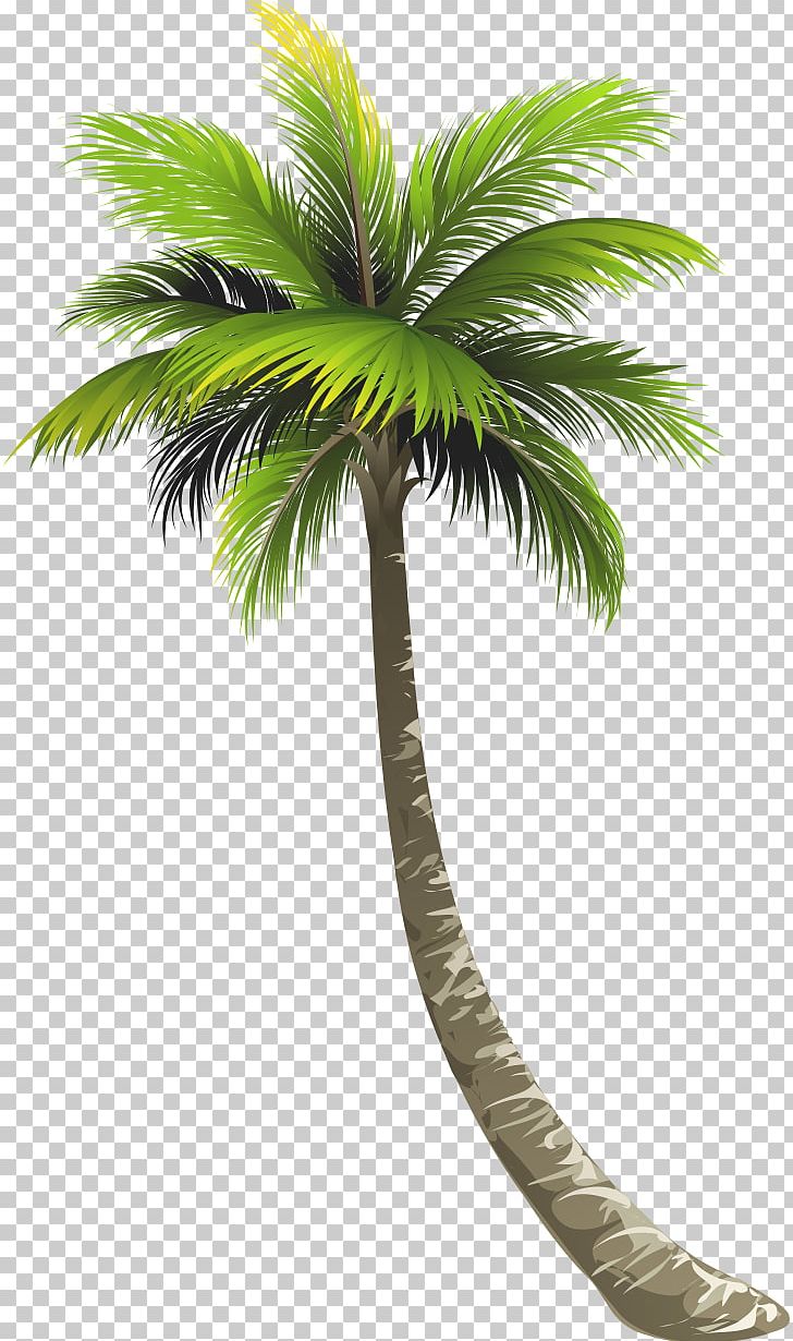 Ernakulam Royal Palm Beach Arecaceae Lake Worth Coconut PNG, Clipart, Arecaceae, Arecales, Asian Palmyra Palm, Borassus Flabellifer, Coconut Free PNG Download