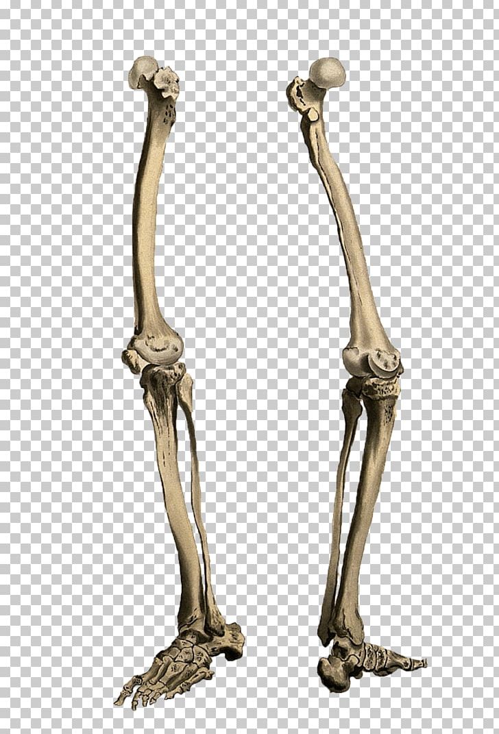 Human Skeleton Bone Leg PNG, Clipart, Body Jewelry, Bone, Brass, Crus, Drawing Free PNG Download