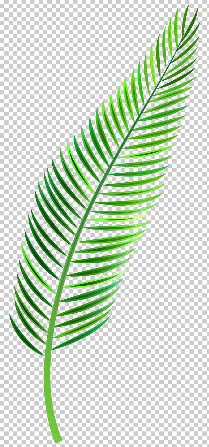 Palm Branch Palm-leaf Manuscript PNG, Clipart, Arecaceae, Autumn Leaf Color, Clip Art, Feather, Green Free PNG Download