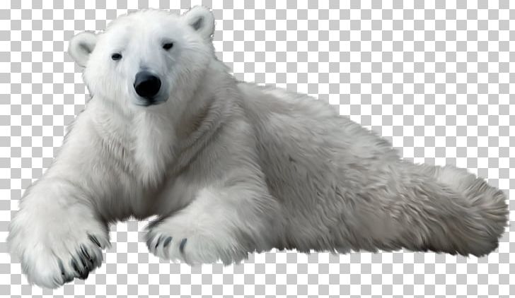 Polar Bear PNG, Clipart, Polar Bear Free PNG Download