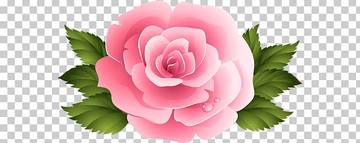 Rose Flower Pink PNG, Clipart, Black Rose, Cut Flowers, Flower, Flower Bouquet, Flowering Plant Free PNG Download