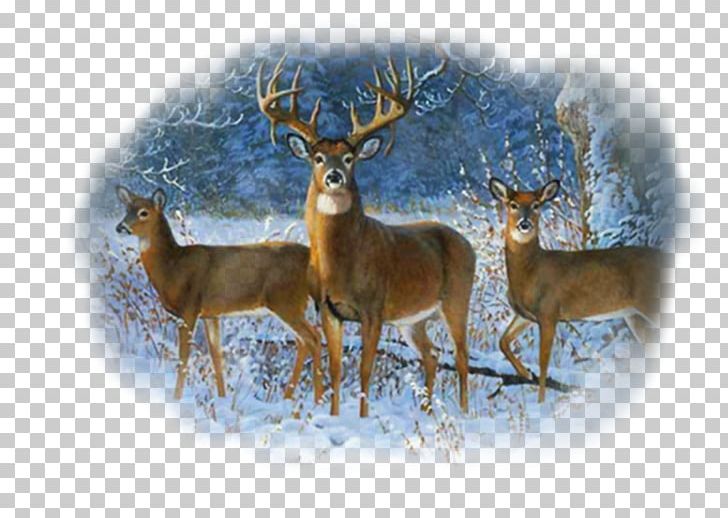 White-tailed Deer Winter Trio Wall Graphic Bald Eagle PNG, Clipart, Antler, Art, Bald Eagle, Deer, Fauna Free PNG Download
