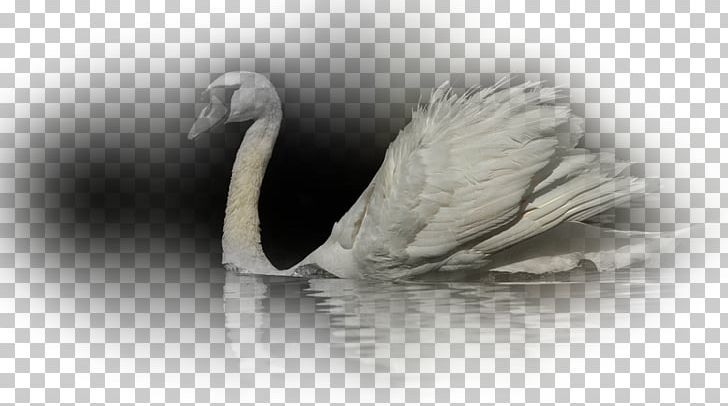 Cygnini Desktop White PNG, Clipart, Art, Beak, Bird, Black And White, Closeup Free PNG Download