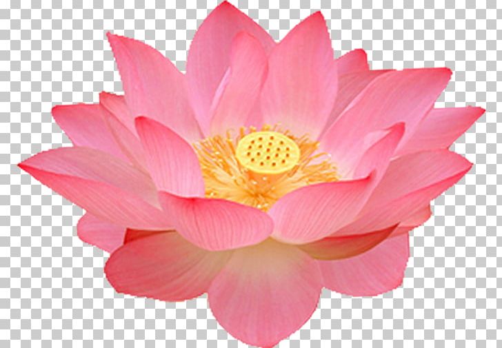 Flower Nelumbo Nucifera 1080p WUXGA PNG, Clipart, Aquatic Plant, Aspect Ratio, Closeup, Color, Dahlia Free PNG Download